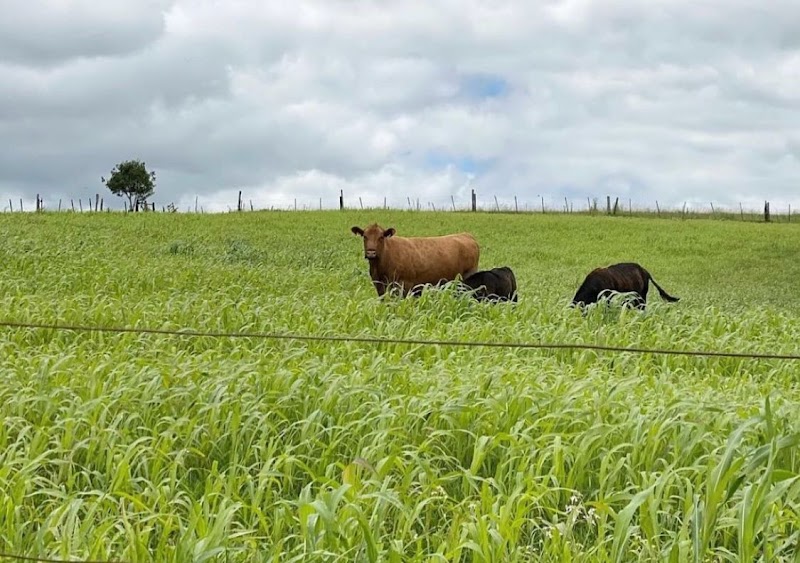 Taurino's Organic - Açougue em Centro, Curitiba/PR - Foto 2