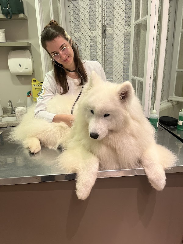 Clínica Veterinária Maestro Cão - Clínica Veterinária em Água Verde, Curitiba/PR - Foto 4