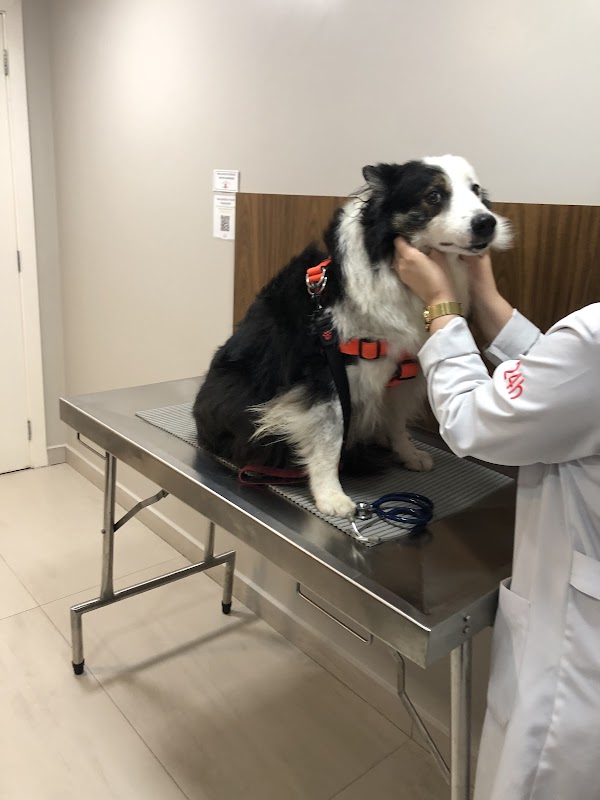 HV Levet - Clínica Veterinária em Água Verde, Curitiba/PR - Foto 3