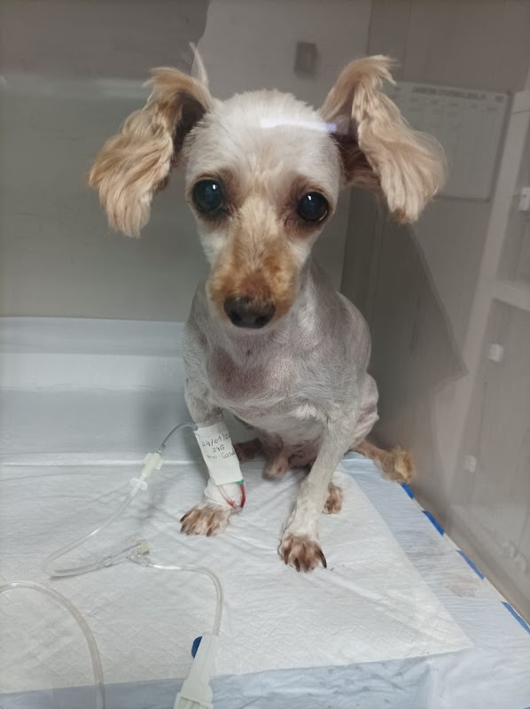 HV Levet - Clínica Veterinária em Água Verde, Curitiba/PR - Foto 5