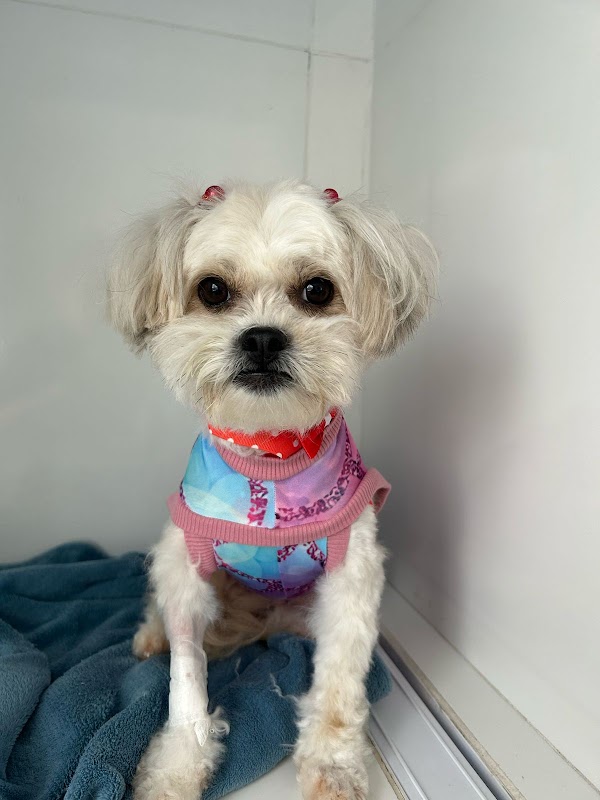 Centro Clínico Vital PetCare - Clínica Veterinária em Alto da Rua XV, Curitiba/PR - Foto 2