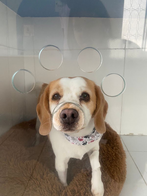 Centro Clínico Vital PetCare - Clínica Veterinária em Alto da Rua XV, Curitiba/PR - Foto 5