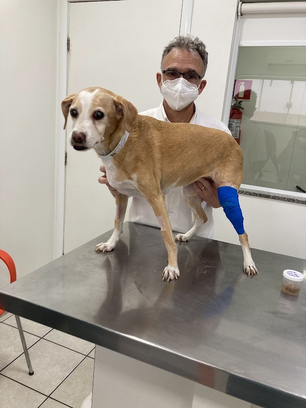 Foto 6 de Arca de Noé Clínica Veterinária