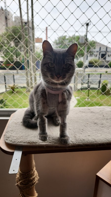 TopClin Pet - Clínica Veterinária em Centro, Curitiba/PR - Foto 2