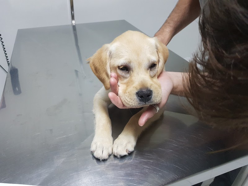 Garra Hospital Veterinário - Clínica Veterinária em Cristo Rei, Curitiba/PR - Foto 5