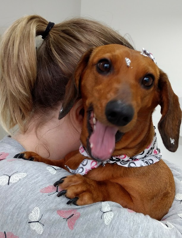 Vetsan Hospital Veterinário - Clínica Veterinária em Cristo Rei, Curitiba/PR - Foto 3