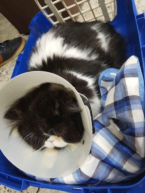 Vetsan Hospital Veterinário - Clínica Veterinária em Cristo Rei, Curitiba/PR - Foto 4