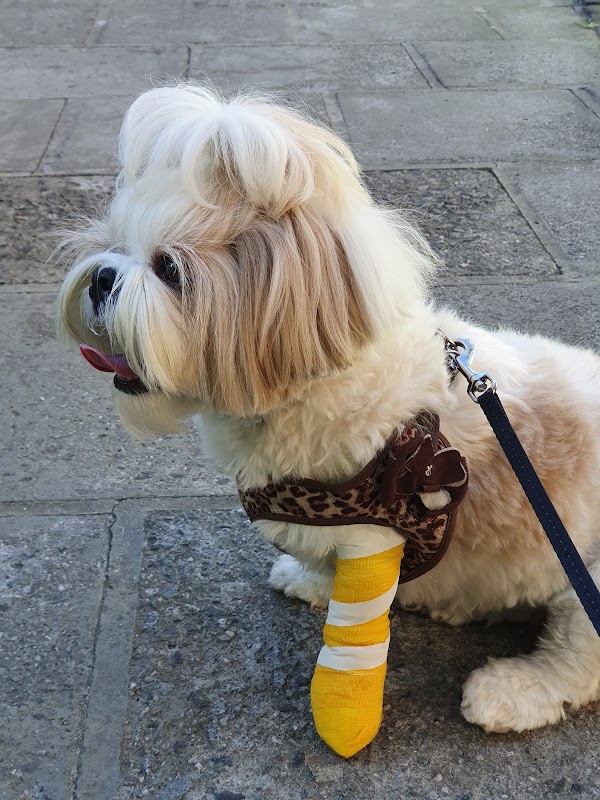 Clínica Veterinária São Francisco de Assis - Clínica Veterinária em Mercês, Curitiba/PR - Foto 2