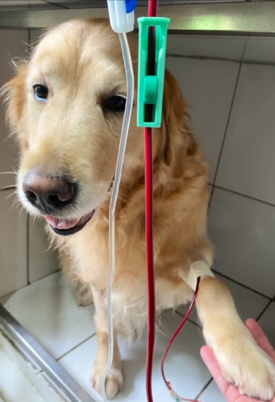 Clínica Veterinária São Francisco de Assis - Clínica Veterinária em Mercês, Curitiba/PR - Foto 4