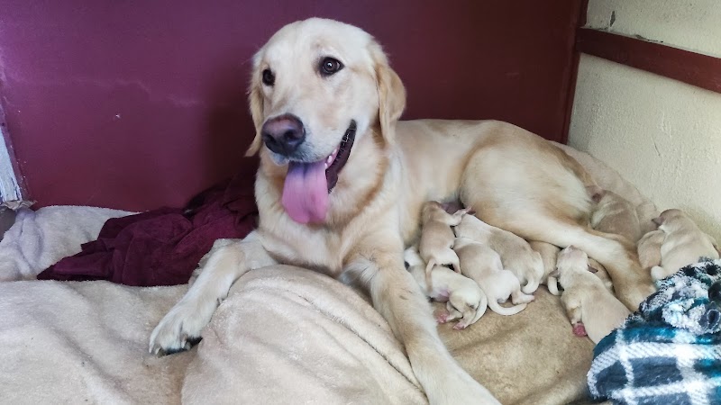 Intensiva Veterinária - Clínica Veterinária em Mercês, Curitiba/PR - Foto 2