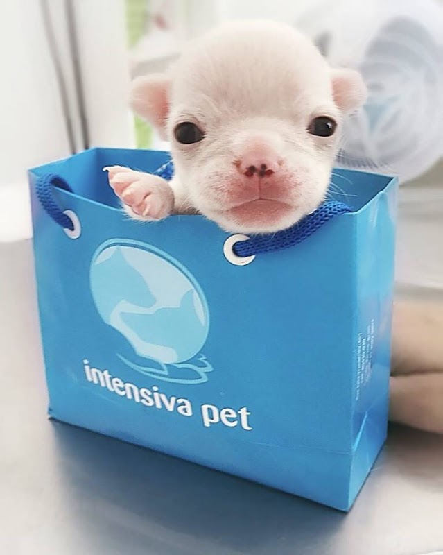 Intensiva Veterinária - Clínica Veterinária em Mercês, Curitiba/PR - Foto 3
