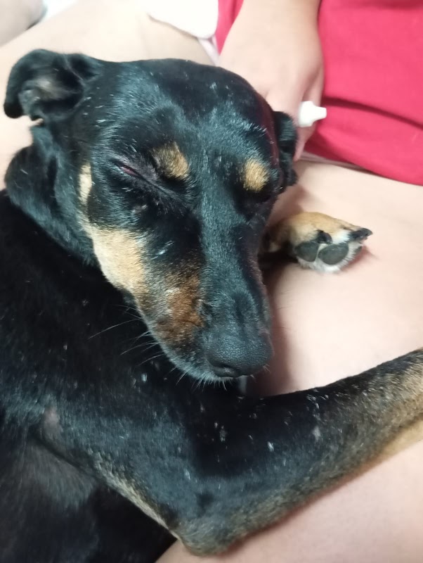 Intensiva Veterinária - Clínica Veterinária em Mercês, Curitiba/PR - Foto 4