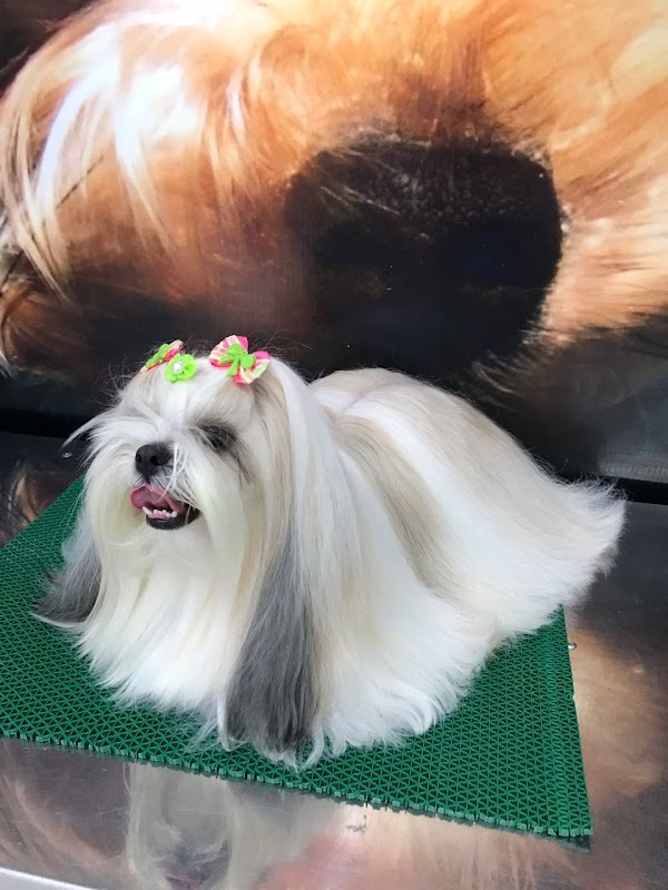 Da Vinci Clínica Veterinária - Clínica Veterinária em São Francisco, Curitiba/PR - Foto 3