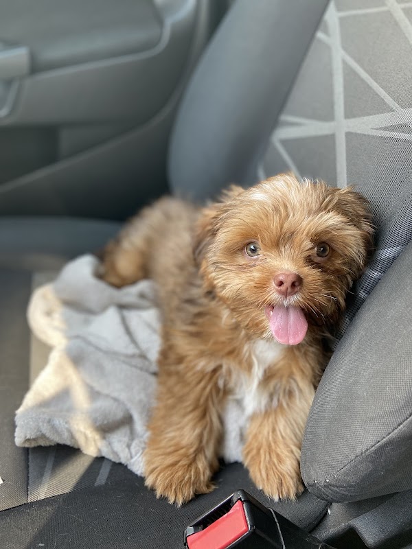 Da Vinci Clínica Veterinária - Clínica Veterinária em São Francisco, Curitiba/PR - Foto 5