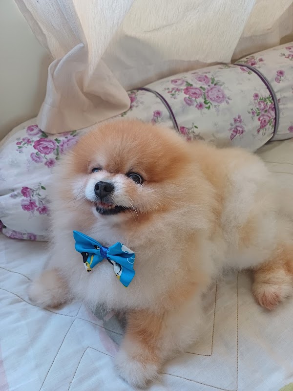 Foto 6 de Da Vinci Clínica Veterinária