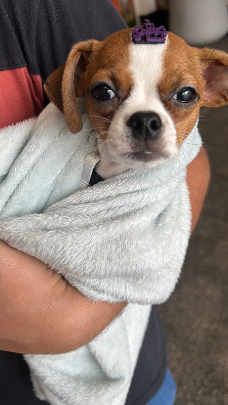 HVC Centro Veterinário - Clínica Veterinária em São Francisco, Curitiba/PR - Foto 3