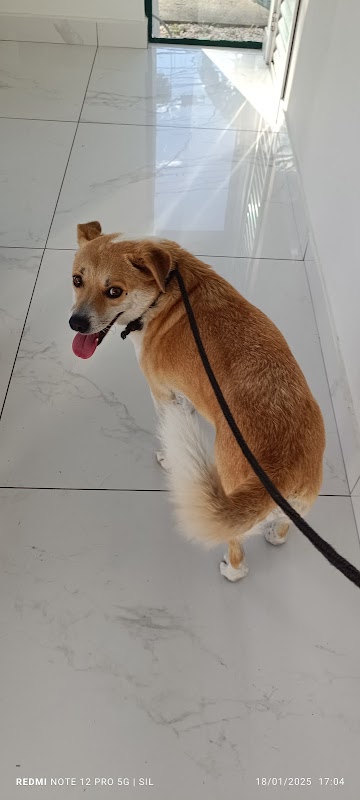 Foto 6 de HVC Centro Veterinário