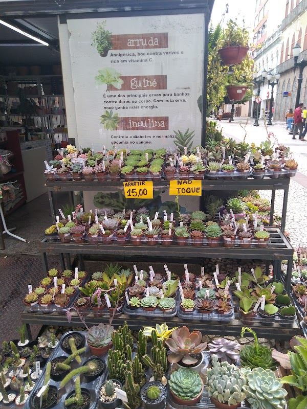 Erva Doce Floricultura loja 1 - Floricultura em Centro, Curitiba/PR - Foto 2