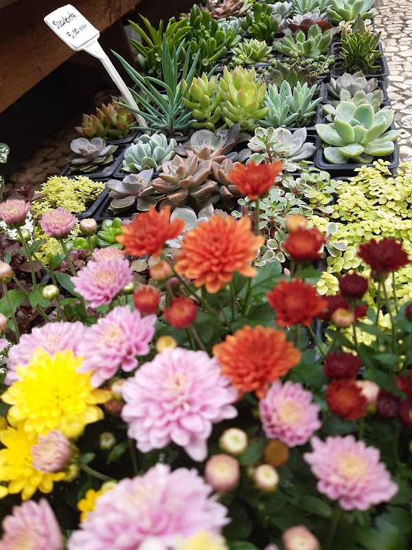Erva Doce Floricultura loja 1 - Floricultura em Centro, Curitiba/PR - Foto 3