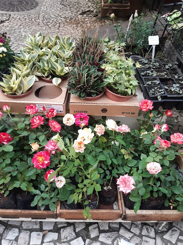 Foto 6 de Erva Doce Floricultura loja 1