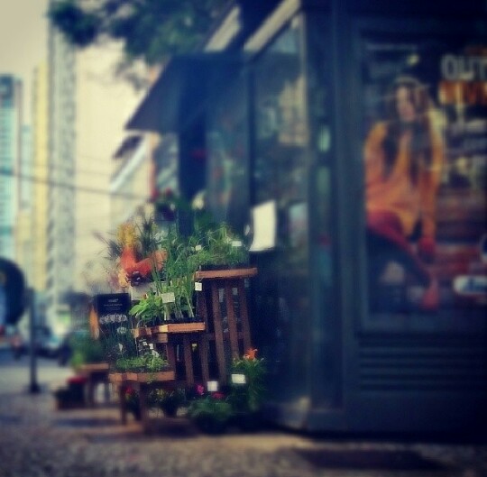 Flora Flor de Mel - Floricultura em Centro, Curitiba/PR - Foto 3