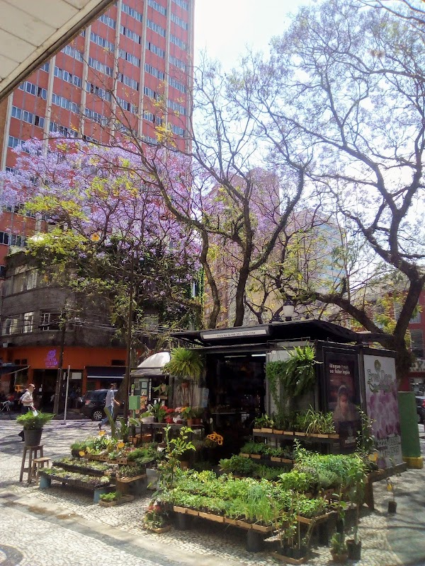 Flora Flor de Mel - Floricultura em Centro, Curitiba/PR - Foto 4