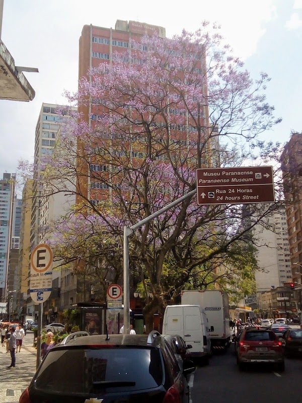 Flora Flor de Mel - Floricultura em Centro, Curitiba/PR - Foto 5