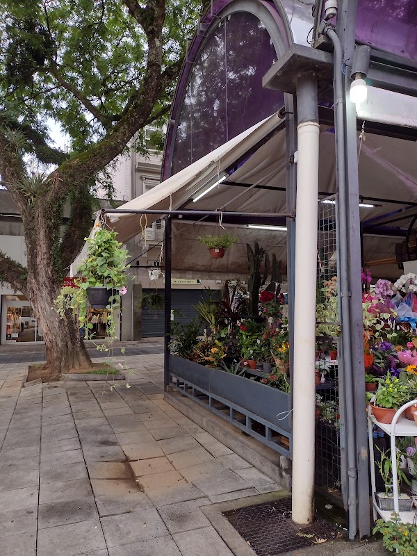 Floricultura Flores Pingo de Ouro - Floricultura em Centro, Curitiba/PR - Foto 4