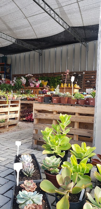 Foto 6 de Floricultura Quintal & Casan