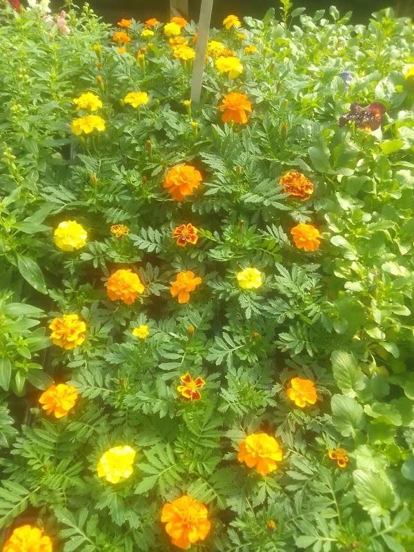 Via Verde Jardinagem e Paisagismo - Jardinagem e Paisagismo em Bom Retiro, Curitiba/PR - Foto 4