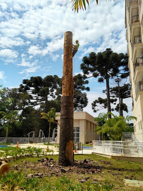 AS - Roçada de Terrenos Corte e Poda de Árvores