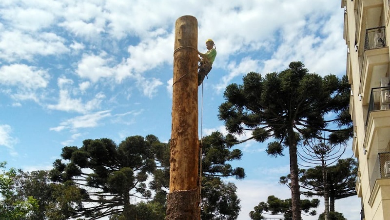 AS - Roçada de Terrenos Corte e Poda de Árvores - Jardinagem e Paisagismo em Centro, Curitiba/PR - Foto 2