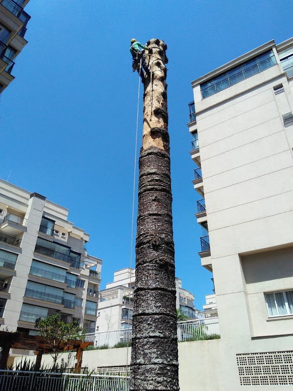 AS - Roçada de Terrenos Corte e Poda de Árvores - Jardinagem e Paisagismo em Centro, Curitiba/PR - Foto 3