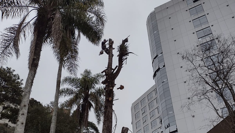 AS - Roçada de Terrenos Corte e Poda de Árvores - Jardinagem e Paisagismo em Centro, Curitiba/PR - Foto 5