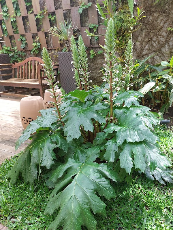 Toque Natural Paisagismo e Jardinagem - Jardinagem e Paisagismo em Hugo Lange, Curitiba/PR - Foto 3