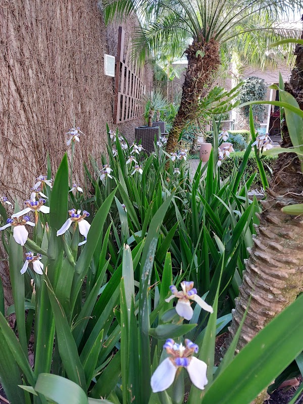 Toque Natural Paisagismo e Jardinagem - Jardinagem e Paisagismo em Hugo Lange, Curitiba/PR - Foto 4