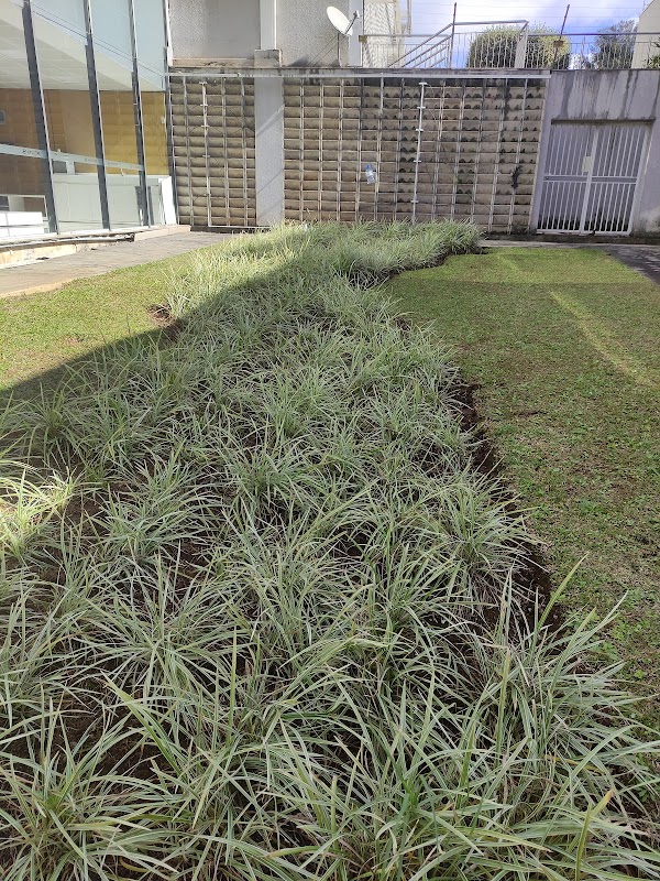 Ideal Jardinagem - Jardinagem e Paisagismo em Mercês, Curitiba/PR - Foto 2