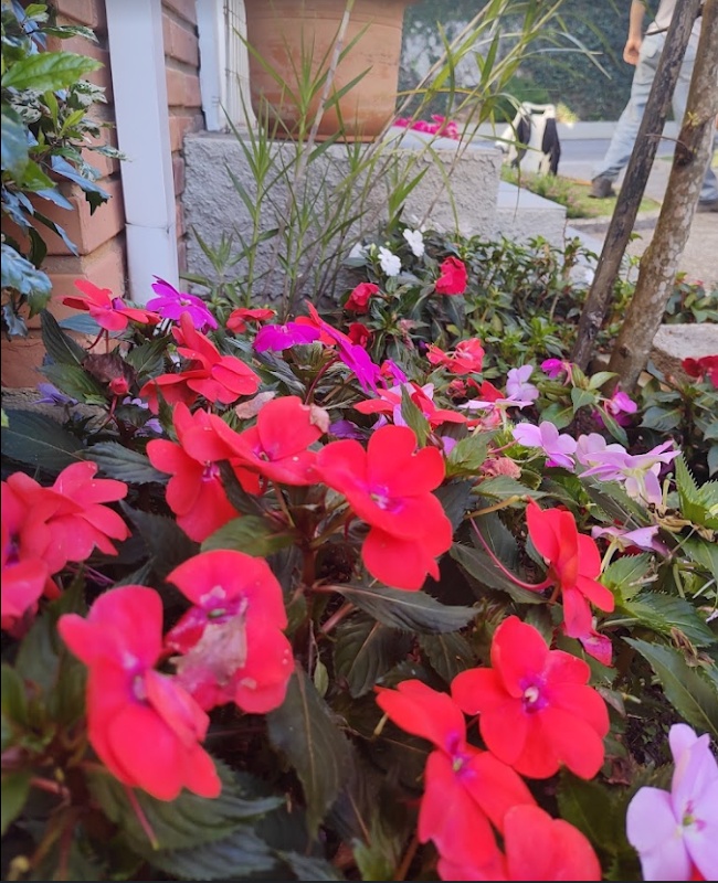 Foto 6 de Serviços de Jardinagem e Paisagismo Tomczyk
