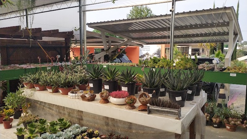 Casa Das Plantas - Jardinagem e Paisagismo em Santa Felicidade, Curitiba/PR - Foto 2