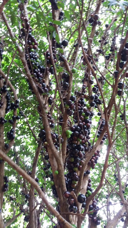 St Alarmes - Segurança Eletrônica em Centro, Curitiba/PR - Foto 4